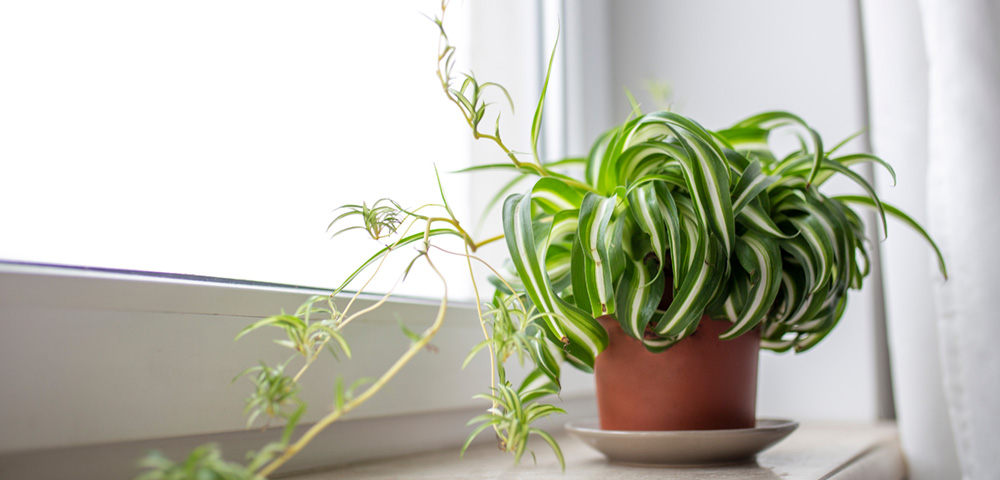 Spider Plant